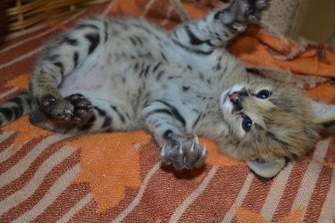 Fedezze fel kiváló szervál kiscicáinkat egy profi és regisztrált tenyésztőtől. Minden kiscicát gondosan nevelünk, fiatal koruktól szocializálunk, és átfogó állatorvosi ellátásban részesül (oltások, féregtelenítés, naprakész nyilvántartás).&#13;&#10;&#13;&#10;A szervál egy elegáns, ritka és fenséges macskaféle, amely egyedi megjelenéséről, intelligenciájáról és a gazdájához való erős ragaszkodásáról ismert, ha megfelelően kiképzik.&#13;&#10;&#13;&#10;Jogi dokumentumok és kötelező engedélyek&#13;&#10;Biztonságos szállítás és személyre szabott támogatás&#13;&#10;Tenyésztési tanácsadás és értékesítés utáni támogatás&#13;&#10;&#13;&#10;Kiscicáinkat kizárólag szerető gazdiknak szánjuk, akik megfelelő környezetben élnek.&#13;&#10;&#13;&#10;További fotókért, videókért és információkért vegye fel velünk a kapcsolatot.&#13;&#10;&#13;&#10;WhatsApp elérhetőség: +447451279694