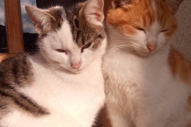 4 hónapos kislány cicus és fiú testvére 