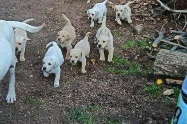 Labrador bady foglalható