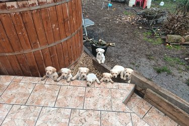 Labrador kiskutyák születtek. Egy kislány keresi szerető gazdiját! Zsemle színben. 