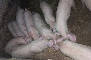 Süldők malacok hízók