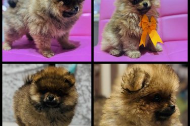 Torzskonyves Pomeraniai Torpe Spiccek