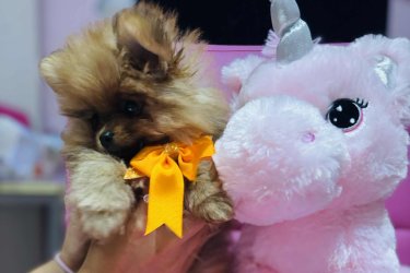 Eladó Pomerániai törpespicc kölykök – 2 fiú, 2 lány&#13;&#10;&#13;&#10;Egészséges, gyönyörű Pomerániai törpespicc kiskutyák keresik szerető, végleges otthonukat. A kicsik két fiú és két lány, erőteljesek, életvidámak és kiegyensúlyozott temperamentummal rendelkeznek.&#13;&#10;&#13;&#10;A kötelező oltásaikat megkapták, rendszeresen parazitamentesítve vannak, és állatorvos látta őket, aki mindent rendben talált.&#13;&#10;&#13;&#10;Családi környezetben nevelkednek, sok gondoskodással és odafigyeléssel. Az anya és az apa is a miénk, megtekinthetők, egészséges és szép szülők.&#13;&#10;&#13;&#10;A kiskutyák készen állnak arra, hogy felelős, gondoskodó gazdihoz költözzenek, aki biztosítja számukra a megfelelő szeretetet és törődést.&#13;&#10;&#13;&#10;Csak komoly érdeklődők jelentkezését várjuk.&#13;&#10;