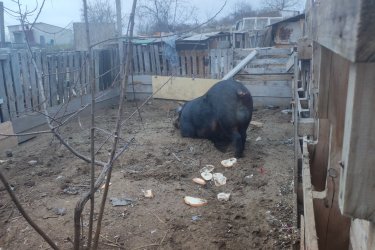 Eladó egy körülbelül 250 kg-os, 3 éves kan disznó jó kondícióban. Rendszeresen etetett, egészséges sertés eladó Hajdú-Bihar megyében,...