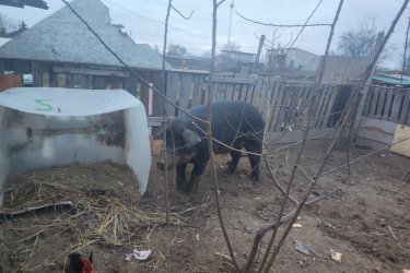 Eladó egy körülbelül 250 kg-os, 3 éves kan disznó jó kondícióban. Rendszeresen etetett, egészséges sertés eladó Hajdú-Bihar megyében,...