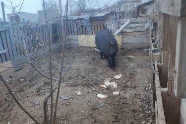 Eladó egy körülbelül 250 kg-os, 3 éves kan disznó jó kondícióban. Rendszeresen etetett, egészséges sertés eladó Hajdú-Bihar megyében,...