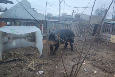 Eladó egy körülbelül 250 kg-os, 3 éves kan disznó jó kondícióban. Rendszeresen etetett, egészséges sertés eladó Hajdú-Bihar megyében,...