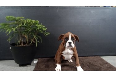 Sürgosen új otthonra van szükségünk nostény boxer kiskutyánk számára. A család a leheto leghamarabb örökbefogadható.

Microchip, érvényes veszettség oltással rendelkezik, genetikai betegségei nincsenek. Jól szocializált, más kutyákkal gyerekkel jól elvan.

A szállítás Magyarországon bárhol elérheto. A kiskutya saját költségén közvetlenül az otthoni címre szállítható.

Boldog karácsonyt és új évet előre is!!!