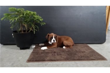 Sürgosen új otthonra van szükségünk nostény boxer kiskutyánk számára. A család a leheto leghamarabb örökbefogadható.

Microchip, érvényes veszettség oltással rendelkezik, genetikai betegségei nincsenek. Jól szocializált, más kutyákkal gyerekkel jól elvan.

A szállítás Magyarországon bárhol elérheto. A kiskutya saját költségén közvetlenül az otthoni címre szállítható.

Boldog karácsonyt és új évet előre is!!!