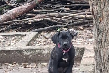 Német Dog szuka  baba eladó 