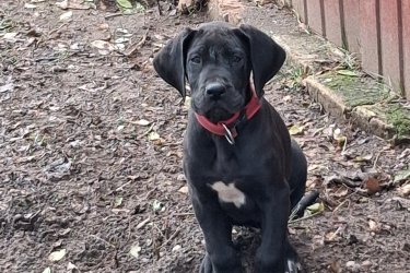 Eladó a képen látható 2db Német Dog szuka baba
2 oltassal, chip, féregtelenítve 
Akár azonnal vihető Vecsesről 
Csak jó helyére!!!!
06208217108
160.000ft