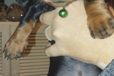 Fekete cser törpe tacskó kiskutyák ( oltási kiskönyvvel) várják leendő gazdijuk jelentkezését. 6 hetesek, rendszeresen féreghajtva, 2. oltásuk után amit december 29- én kapnak meg költözhetnek. Csippelve nincsenek.
1 lány ( lila nyakörves) 70 ezer Ft
2 fiú ( kék, zöld nyakörves) 60 ezer ft
