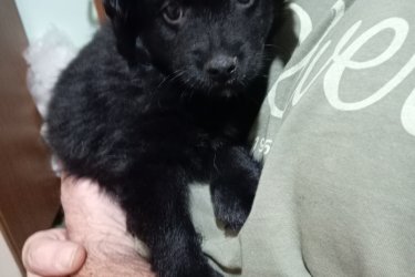 Kínai meztelen és kínai puder szuka kutyus 