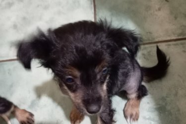 Egy kínai meztelen és egy kínai puder szuka kutyus szerető gazdira vár, nagyon cukik és barátságosak, óltva és féregtelenítve vannak, szobatiszták! Az irányár 100-ezer forint! A telefonszámom 06305080856! Császártöltés Bajai utca 37 6239! Köszönöm 