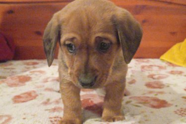 OLTÁSSAL 10 HETES KÖLYKÖK