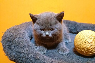 Gyönyörű kék brit rövidszőrű kiscicák eladók!