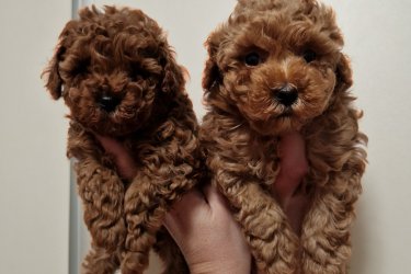 Hopy Queen Poodle tenyészet – Eladó tökéletes minőségű Toy és Teacup uszkárok