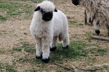 Eladó egy wallisi jerke bárány