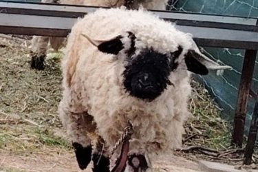 Eladó egy wallisi jerke és kos párban