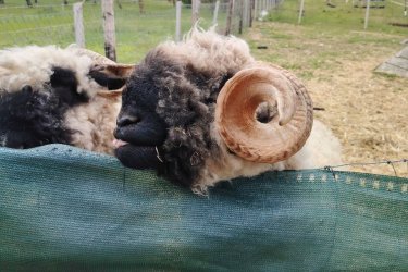 Költözne wallisi kis család