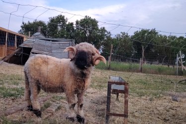 Családi okok miatt SÜRGŐSEN Eladó fajta tiszta wallisi kos