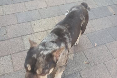 Franciabulldog kutyák