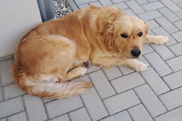 Kutya