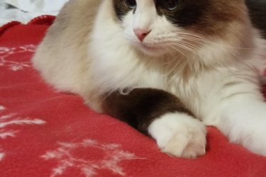 Ragdoll cica