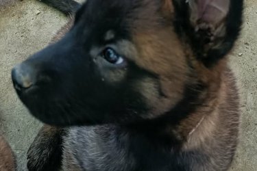 Belga juhász, malinois kiskutyák törzskönyvezett szülőktől eladók