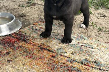 Cane corso