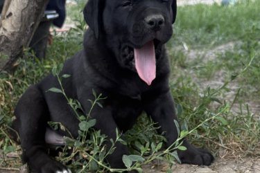 Cane corso