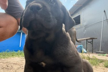Cane corso