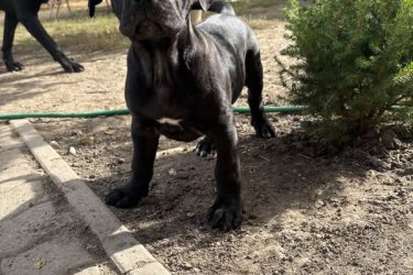 Cane corso