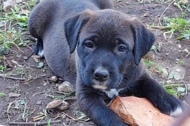 Amstaff jellegű kiskutyák
