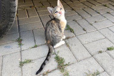 Gazdit keresnek 12 hetes kiscicák