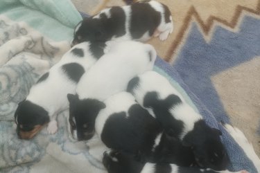 Fox terrier kiskutyák