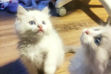 Fajtiszta jellegű ragdol cicák törzskönyv nélkül eladók.