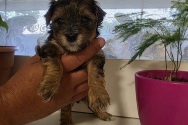 Yorki