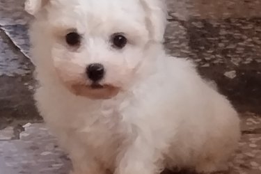 Fehér min Bichon Havanese