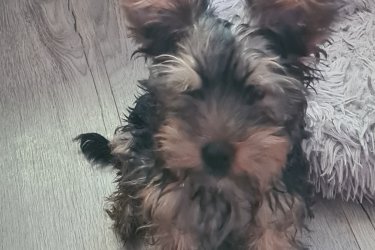 Kutya