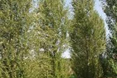 Oszlopos Kinai nyarfa csemete