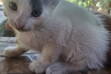 3 kismacska ingyenesen elvihető