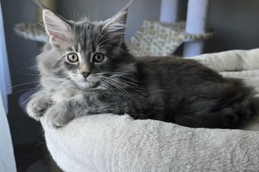 Cuki, játékos Maine Coon testvérpár (kék cirmos & kék tabby) új, szerető családját keresi!