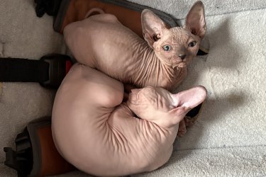 Sphynx cicák gazdit keresnek!