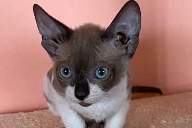 Szfinx/Sphynx kisláy keresi Gazdiját! 