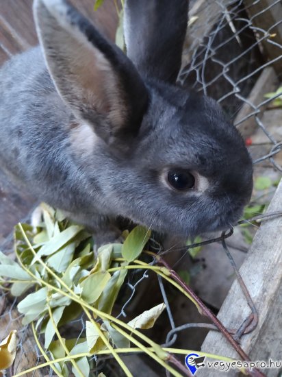 Színes Törpenyúl nyolc hónapos
Neme: bak ( kisfiú)
Színe : szürke fekete
-Féregtelenítve,kézhez szoktatva nagyon kedves ,szobatisztaságra előnevelten,
- teljes körű nyuszitartási információval költözik 8 ezer ft .Érdeklődni a 06-30*566-12*93