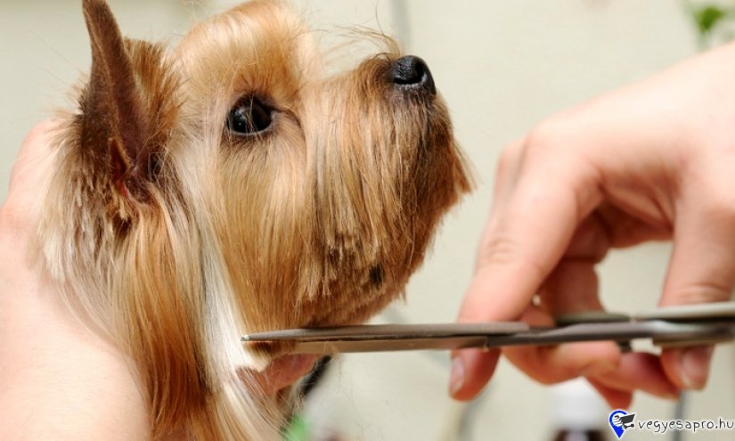 A kutyakozmetikus képzésünk során átfogó tudást szerezhet a kutyafajtákról a kutyák természetétől kezdve a testi felépítésükön át a teljes körű ápolásukig.

ELMÉLETI OKTATÁS: ONLINE, VISSZANÉZHETŐ
GYAKORLATI OKTATÁS: A GYAKORLATI OKTATÁS HELYSZÍNÉT MI BIZTOSÍTJUK

EXTRÁK:
- ESZKÖZVÁSÁRLÁSI KEDVEZMÉNY
- TANULÁST SEGÍTŐ KVÍZEK

A képzés helye: Debrecen
A képzés óraszáma: 320 óra
Képzés időtartama: 6 hónap
A képzés teljes költsége:
- Elméleti képzés: 255.000 Ft
- Elméleti + Gyakorlati képzés: 355.000 Ft
Minimum csoportlétszám: 12 fő
A képzés államilag elismert tanúsítvánnyal zárul.
Jelentkezés feltétele: alapfokú iskolai végzettség, egészségügyi alkalmasság

Felnőttképzési engedélyszám: E/2020/000337
https://estudien.hu/