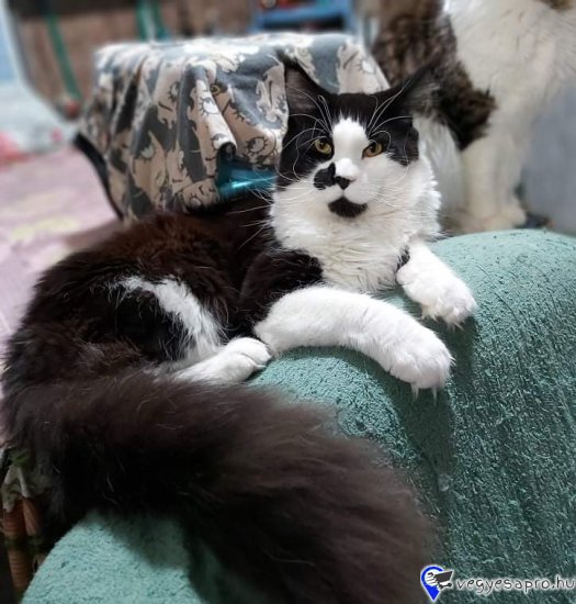 MAINE COON tenyésztői kennelböl származó macskák eladók . A macskák ukrán kenel macskái törzskönyvezett club igazolással rendelkeznek.
