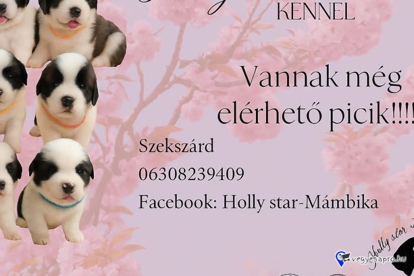 Extra Hatalmas Bernáthegyi Szuka /kan kiskutyák