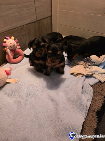 5 hetes yorki kisfiúk új csaladba költöznének Karácsony és Újév között, oltva és féregtelenítve .